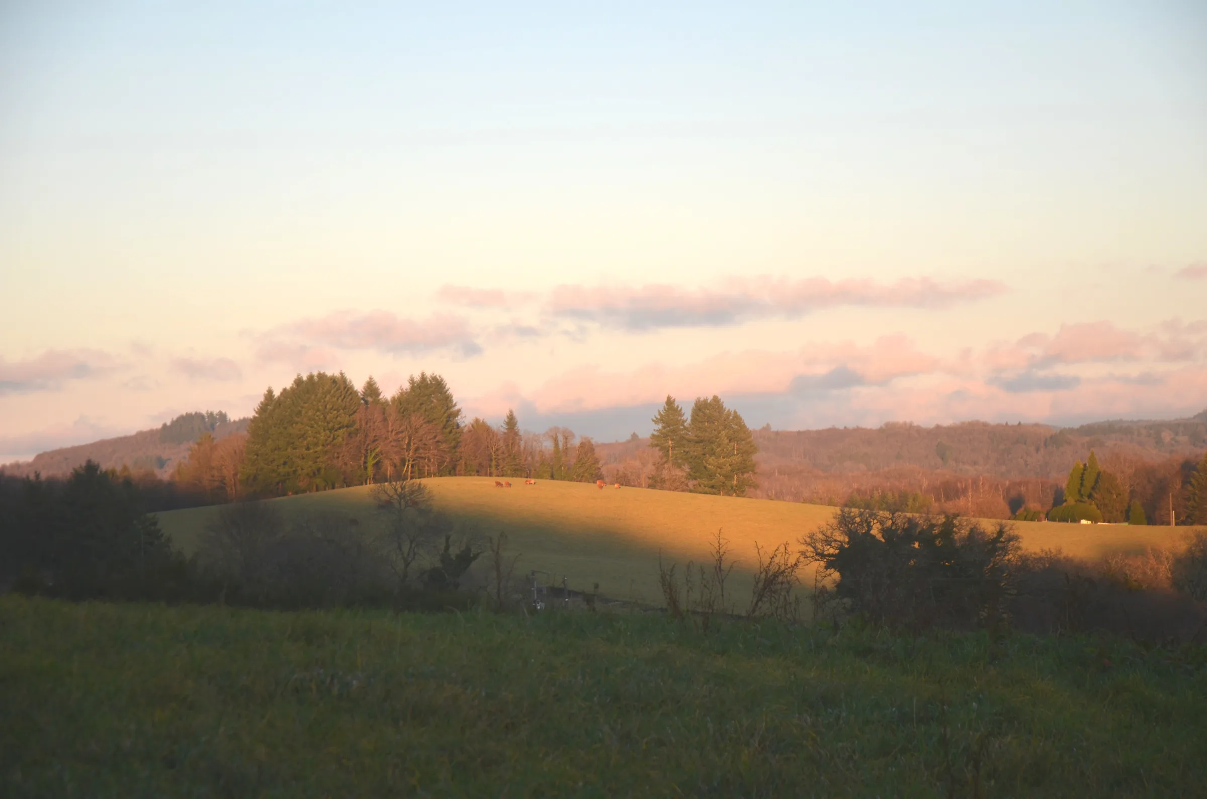 Une colline au crépuscule, des vaches au pâturage sous une rangée de grands arbres, le ciel rose.