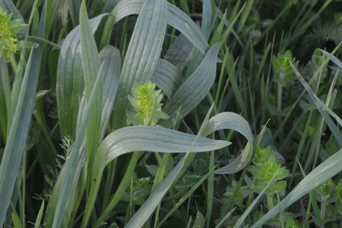 Feuilles de plantain et herbes hautes d'un pré, en gros plan.